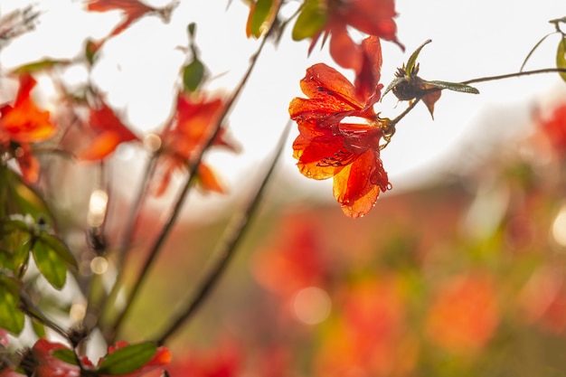 Photo fleur d'azalée rouge