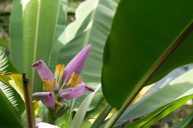 Fleur de banane sur la plante.