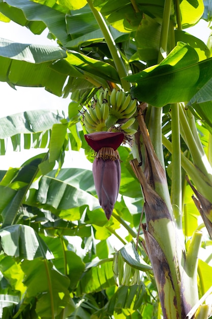 Fleur de bananier sur bananier