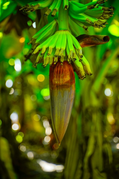 Fleur de bananier sur bananier.