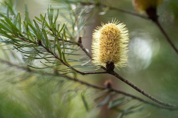 Fleur de banksia jaune dans le bush australien