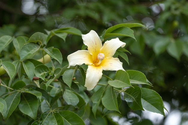 Fleur de baobab