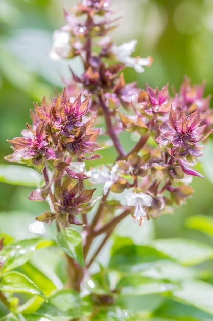 Fleur de basilic doux.