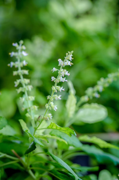 Fleur de basilic sacré sur l'arbre dans le jardin. Il est couramment utilisé pour cuisiner dans les aliments et possède des propriétés médicinales.