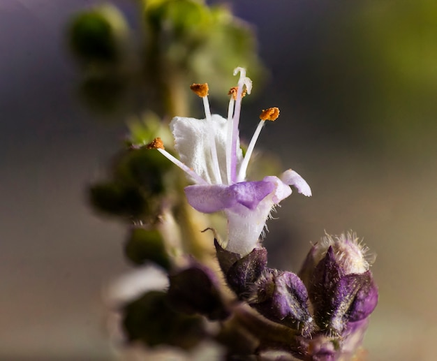 La fleur de basilic