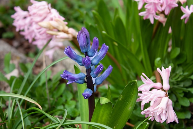 Fleur de beauté dans le jardin