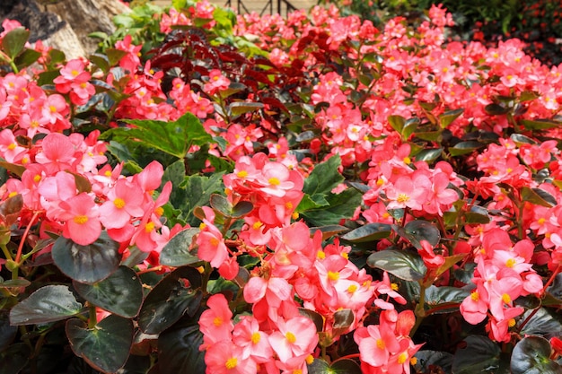 Fleur de bégonia rouge dans le jardin