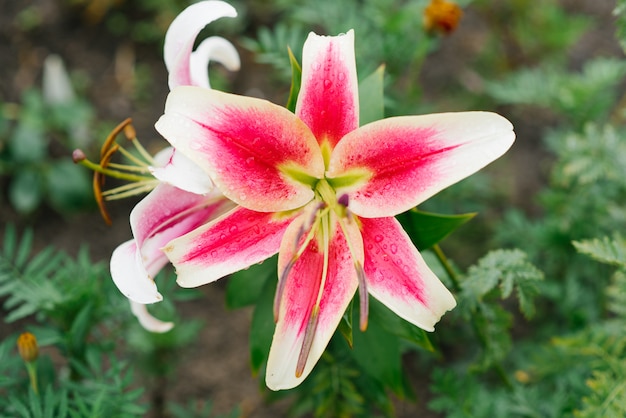 Fleur de belle ligne rose vif fleurit dans le jardin