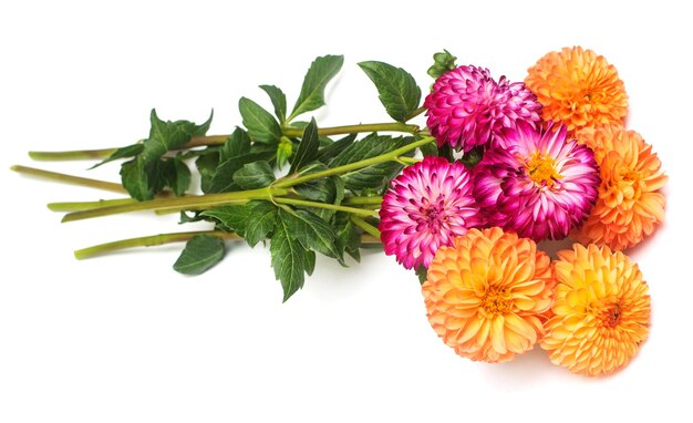 Fleur de belle nature macro dahlia bouquet orange et rose isolé sur fond blanc. Botanique, concept, flore, idée. Forme pompon