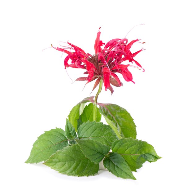 Photo fleur de bergamot avec des feuilles vertes isolées sur un fond blanc monarda didyma fleur de thé oswego