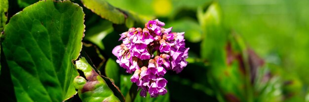 Fleur de Bergenia rose en fleurs sur fond vert lors d'une journée ensoleillée macro photographie Fleur fraîche d'oreilles d'éléphant avec des pétales violets au printempsBergenia crassifolia ou badan