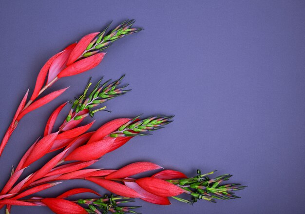 Fleur de billbergia rouge