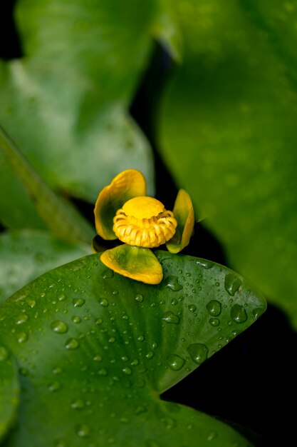 Fleur de bladderwort aquatique