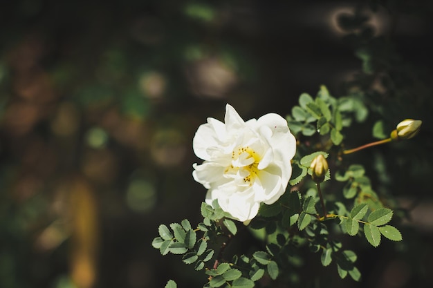 Une fleur blanche 6740