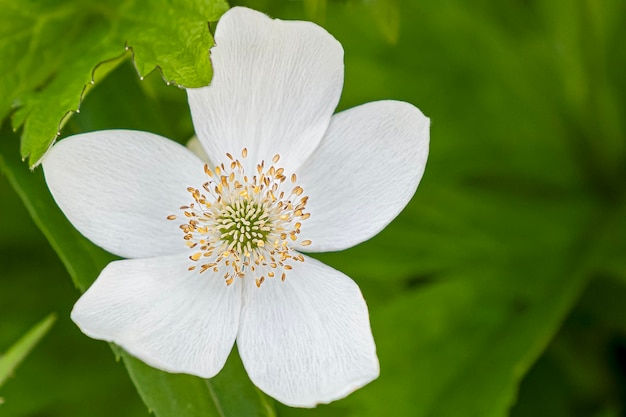 Une fleur blanche Anemone Gardening Une carte de voeux