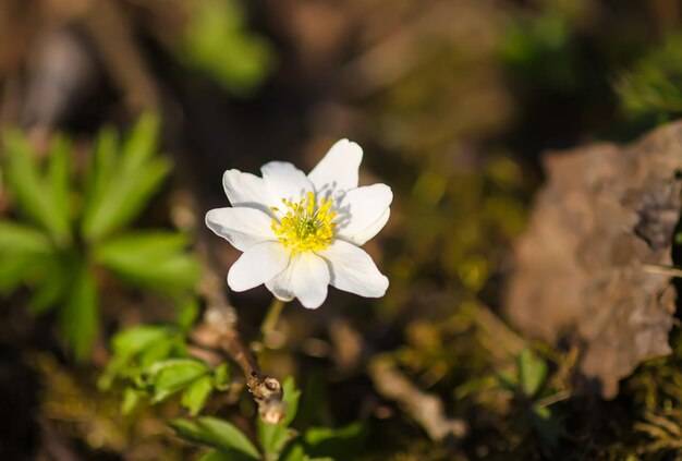 Fleur blanche d'anémone de perce-neige dans la forêt de printemps