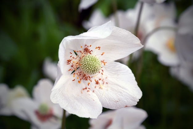 Fleur blanche d'une anémone sylvestris avec étamines jaunes douchées