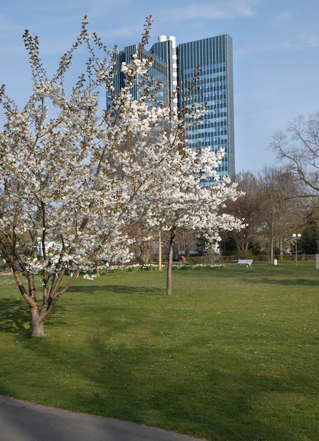 fleur blanche sur un arbre dans le parc au printemps paysage nature