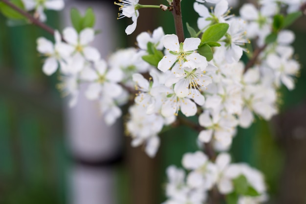 Fleur blanche au printemps