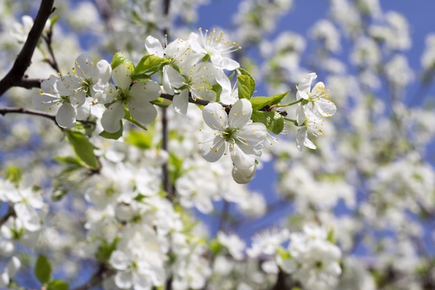 Fleur blanche au printemps