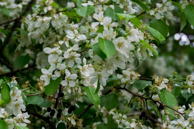 Fleur blanche au printemps