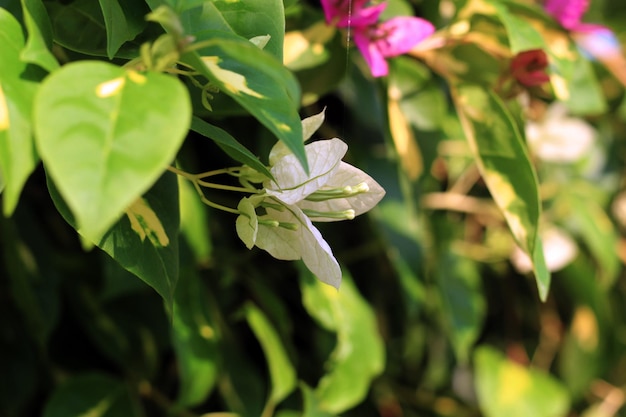 Une fleur blanche aux pétales roses est dans un buisson vert.