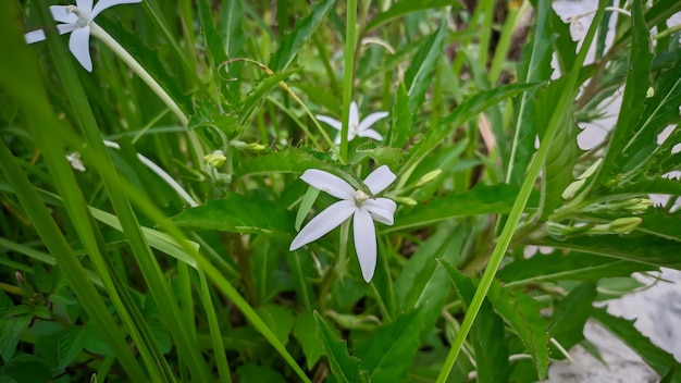 Une fleur blanche avec un centre blanc est dans l'herbe.