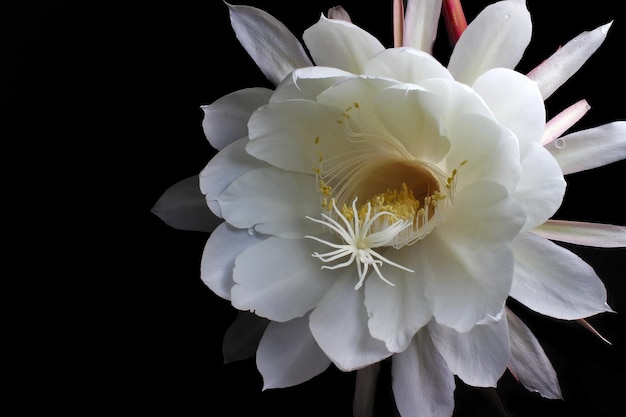Une fleur blanche avec un centre jaune
