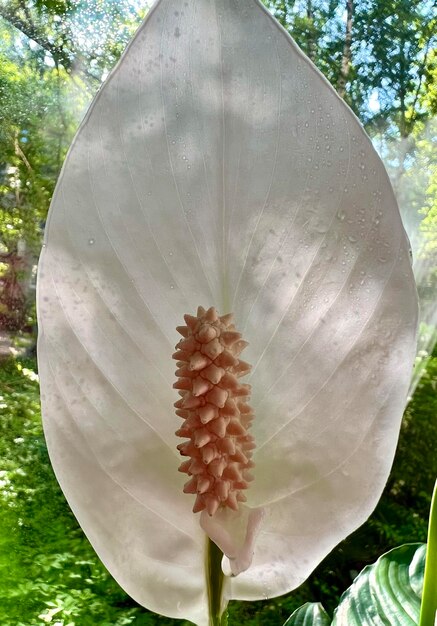 Une fleur blanche avec un centre rose et une fleur blanche avec un centre jaune.