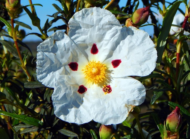 Une fleur blanche avec un centre rouge et un centre jaune.