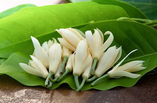 Fleur blanche de champaka avec la feuille et sur le vieux bois