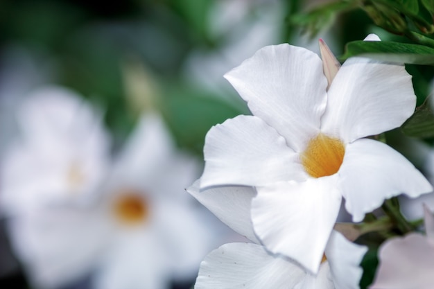 Une fleur blanche avec copie espace sur la gauche