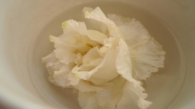 Photo une fleur blanche dans un bol d'eau