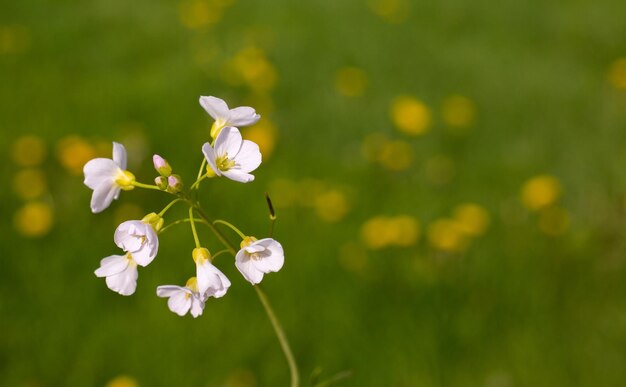 Fleur blanche dans un champ vert