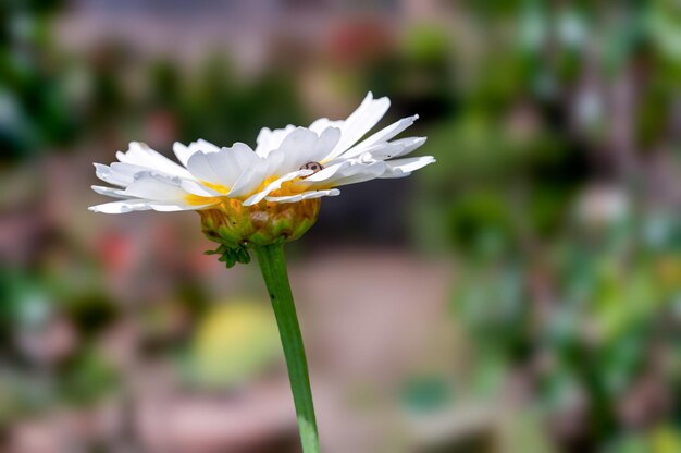 Fleur blanche dans un jardin