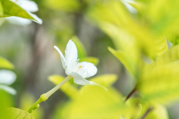 fleur blanche dans le jardin