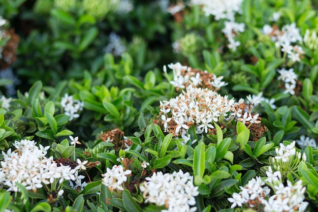 fleur blanche dans le jardin