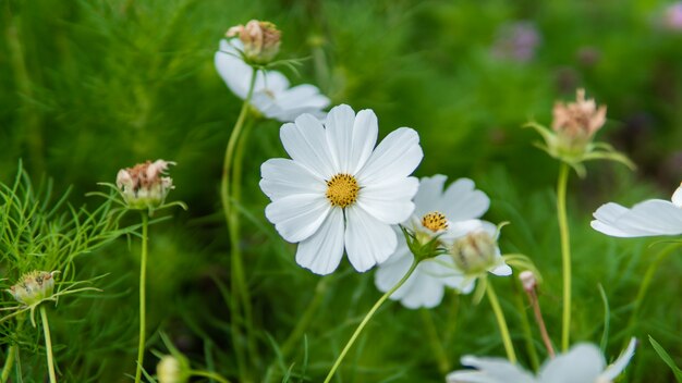 Fleur blanche dans le jardin