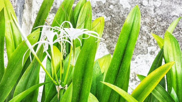 Fleur blanche devant un mur de pierre