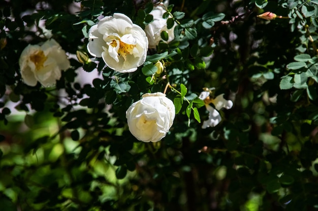 Fleur blanche d'un dogrose parmi les feuilles vertes