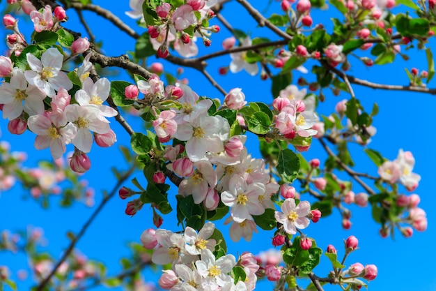 La fleur blanche du pommier au printemps