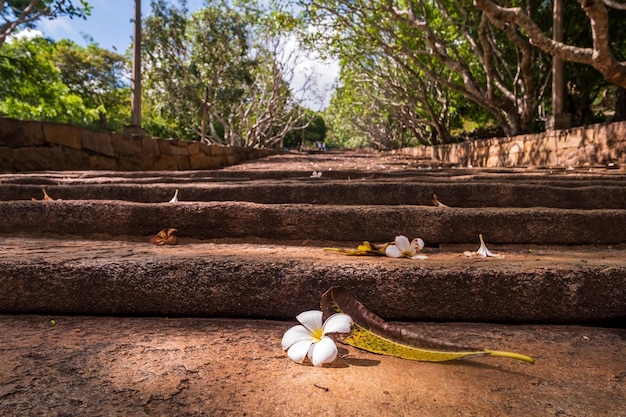 Fleur blanche sur l'escalier du monastère bouddhiste de Mihintale