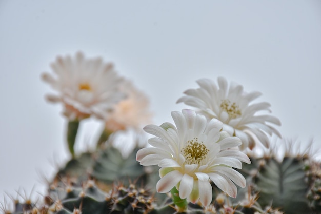 Une fleur blanche est devant un cactus au dessus de celui-ci.