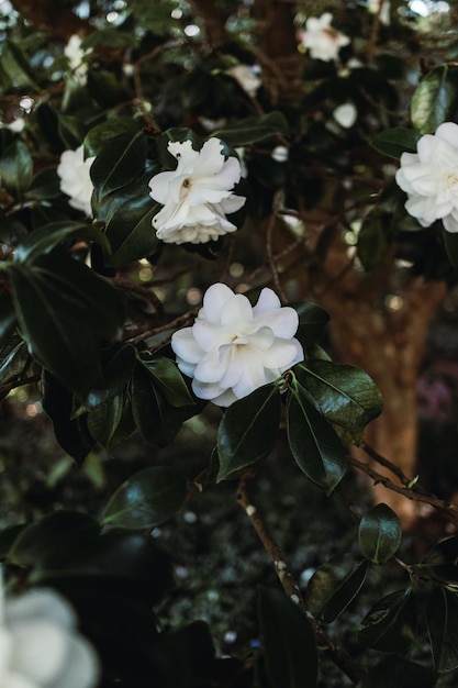 Une fleur blanche avec une feuille verte et une fleur blanche