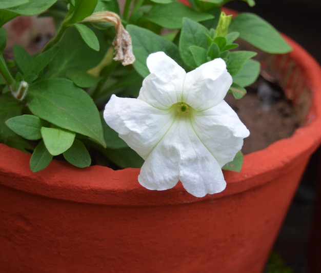 Fleur blanche avec feuille verte en pot