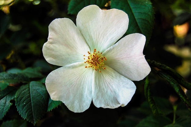 Fleur blanche La fleur pousse dans le parc Petite fleur