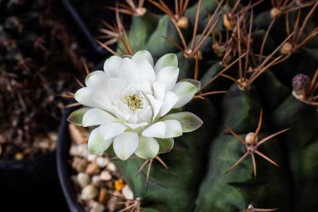 Fleur blanche en fleurs de cactus Gymnocalycium