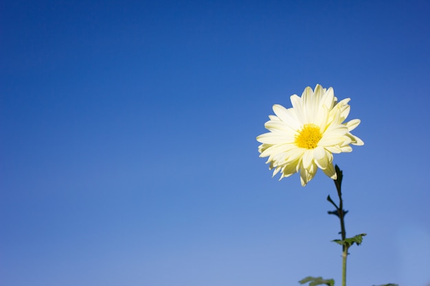 Fleur blanche sur fond de ciel bleu, closeup, avec un espace pour inscription, fleur de printemps