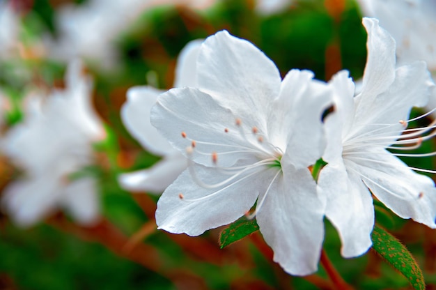 Une fleur blanche sur fond d'espace de copie de végétation sombre