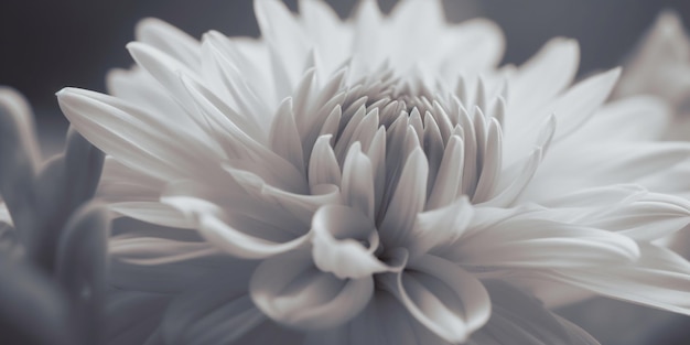 Une fleur blanche sur fond noir